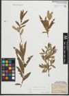 Foto von Salix purpurea L. x Salix viminalis L.